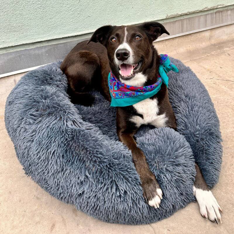 CalmaCloud Luxury Calming Dog Bed