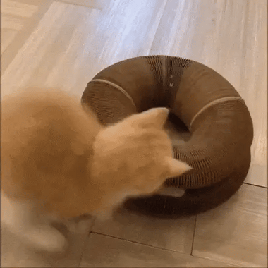 Whiskerhaven Ascendia Cat Scratcher Tower