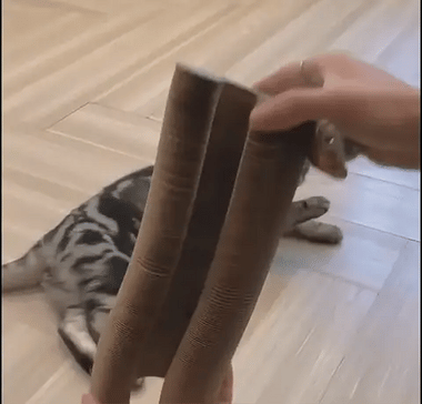 Whiskerhaven Ascendia Cat Scratcher Tower