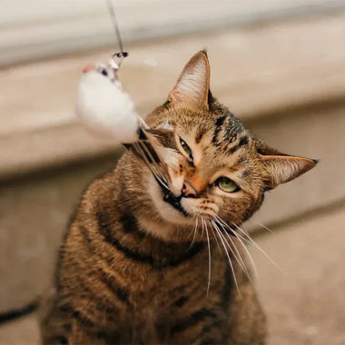 SkyPounce Reverie Interactive Bird Teaser for Indoor Cats