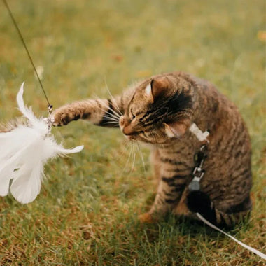 SkyPounce Reverie Interactive Bird Teaser for Indoor Cats